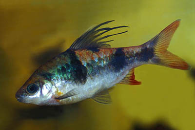 Puntius arulius